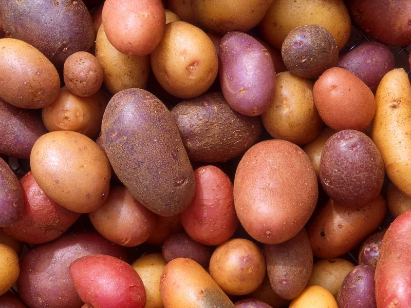 Potato growing in a UK garden