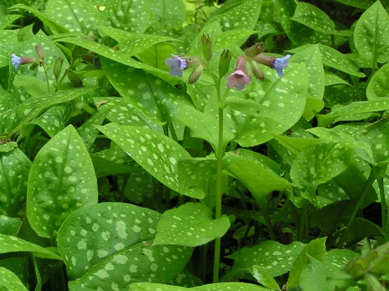 Lungwort growing in a UK garden
