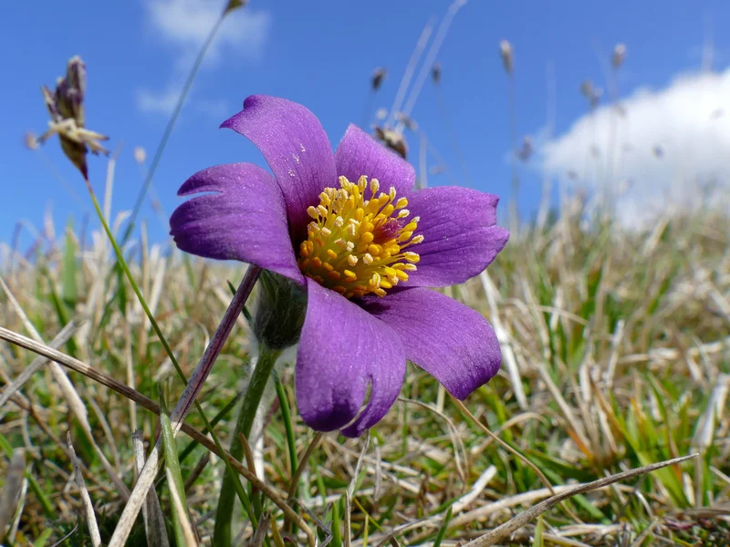 Pasque Flower growing in a UK garden