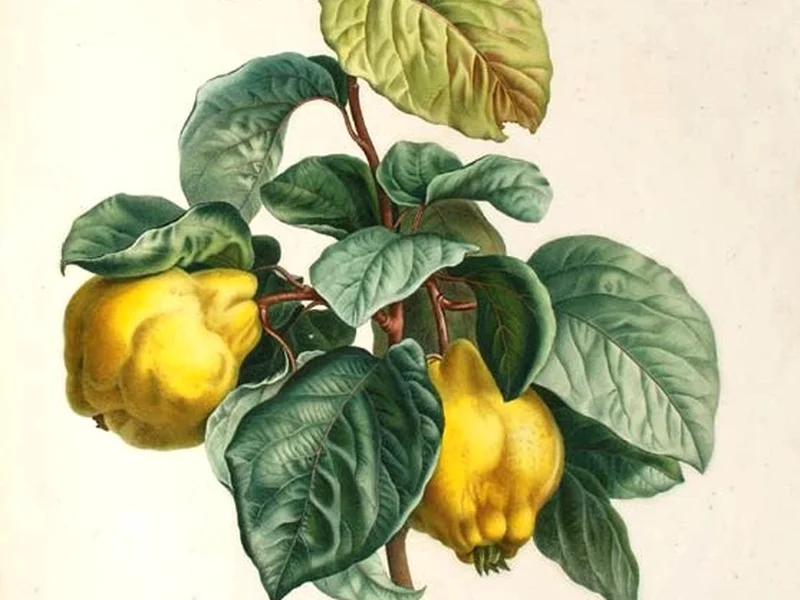 Quince growing in a UK garden
