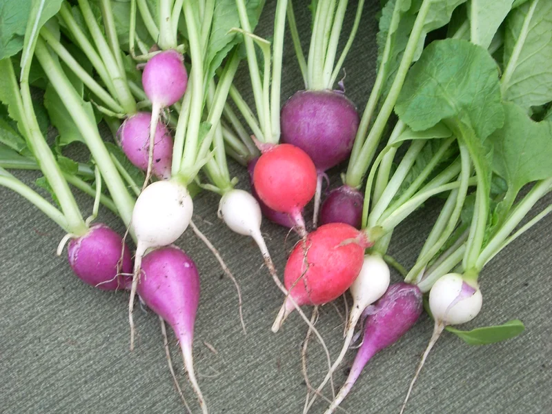 Radish growing in a UK garden