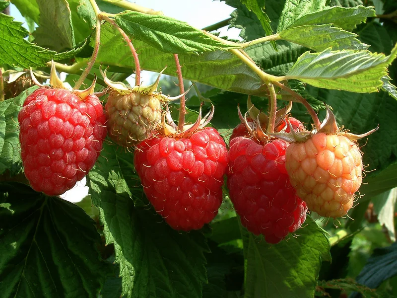 Raspberry growing in a UK garden