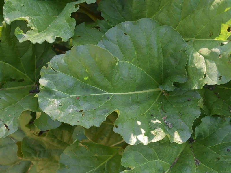 Rhubarb growing in a UK garden