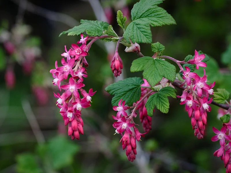 Flowering Currant growing in a UK garden
