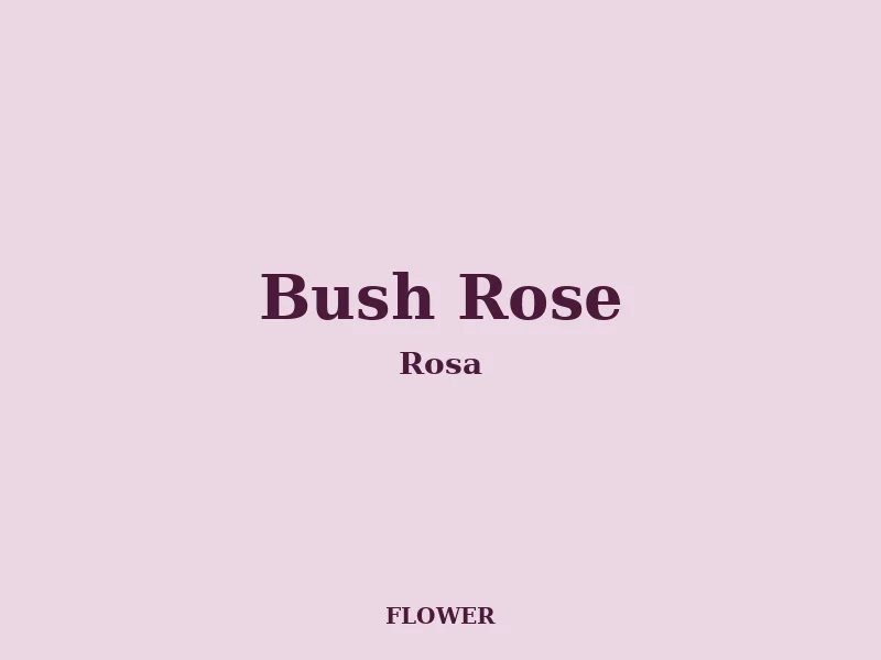 Bush Rose growing in a UK garden