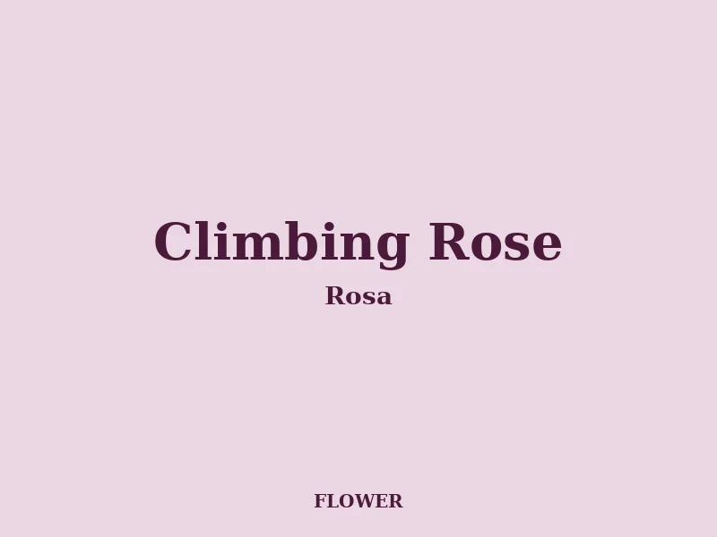 Climbing Rose growing in a UK garden