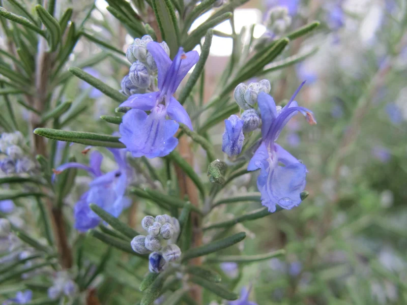 Rosemary growing in a UK garden