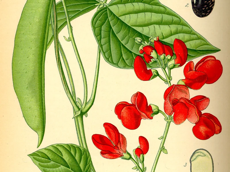 Runner Bean growing in a UK garden