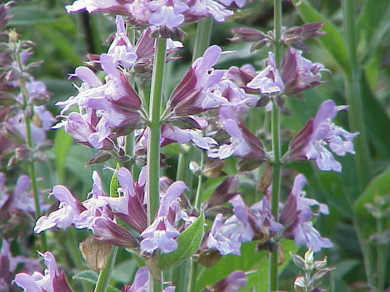 Sage growing in a UK garden