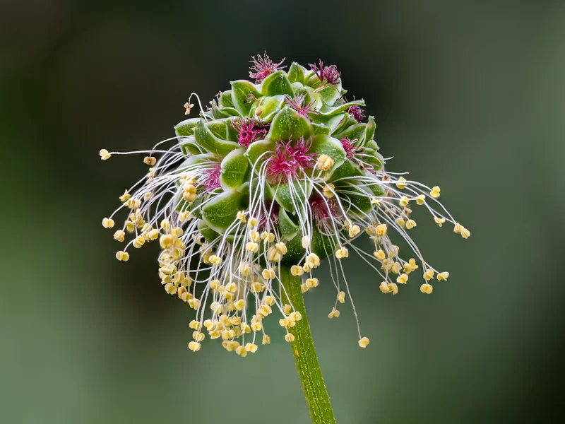 Salad Burnet growing in a UK garden