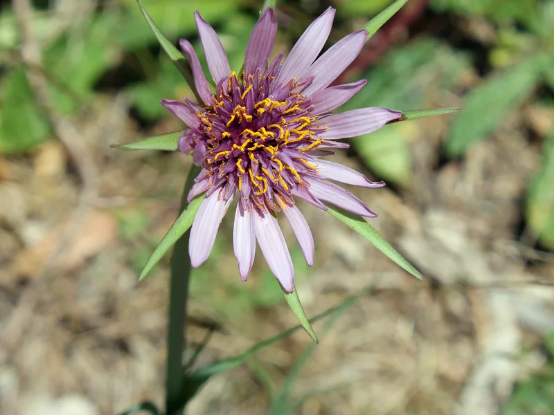 Salsify growing in a UK garden