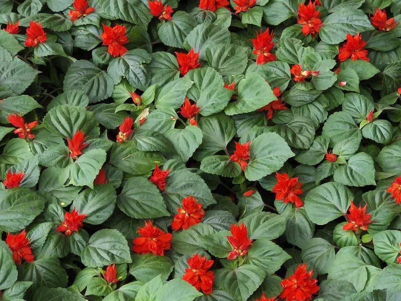 Annual Salvia growing in a UK garden