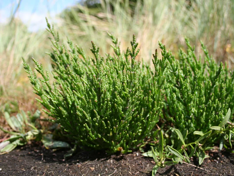 Marsh Samphire growing in a UK garden