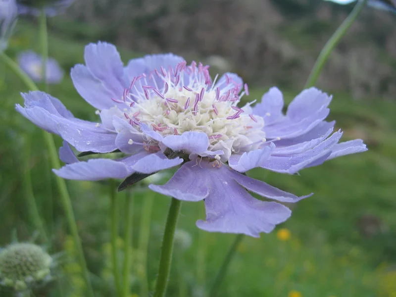 Scabious growing in a UK garden