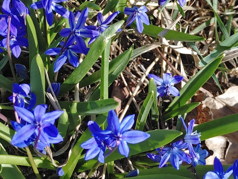 Siberian Squill growing in a UK garden