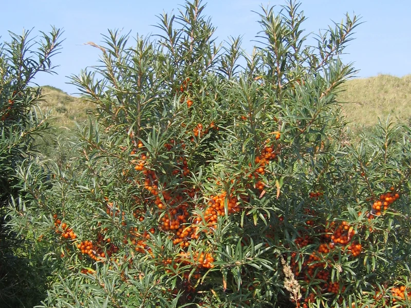 Sea Buckthorn growing in a UK garden