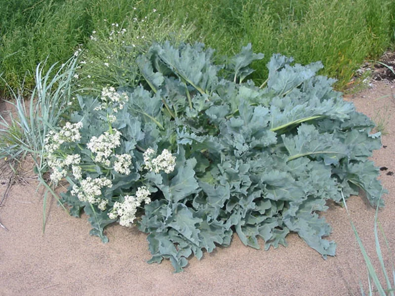 Sea Kale growing in a UK garden