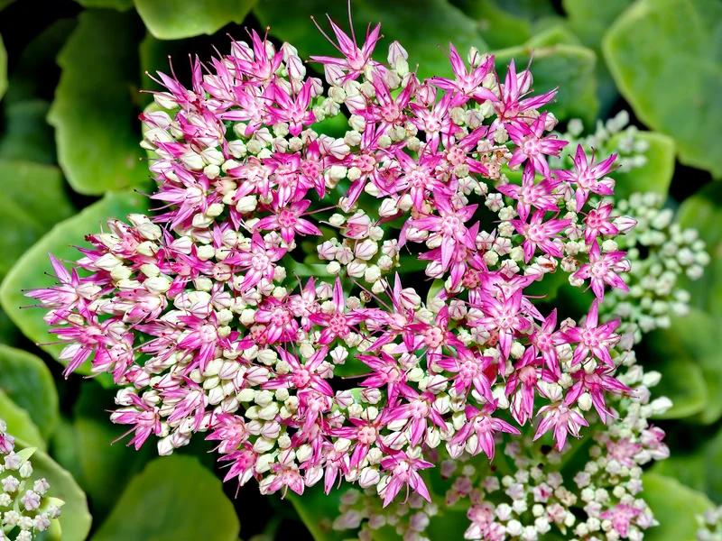 Sedum growing in a UK garden