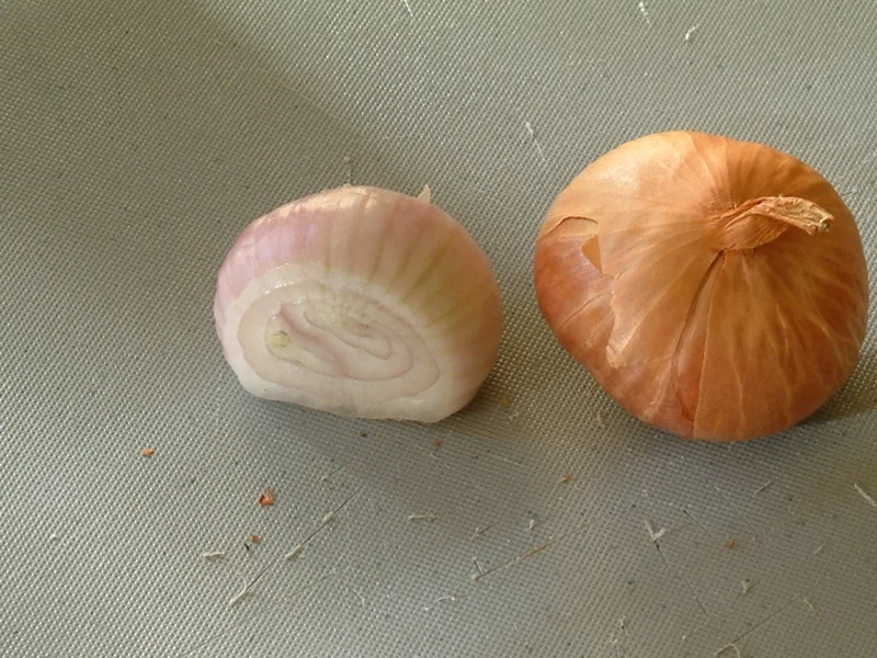 Shallot growing in a UK garden