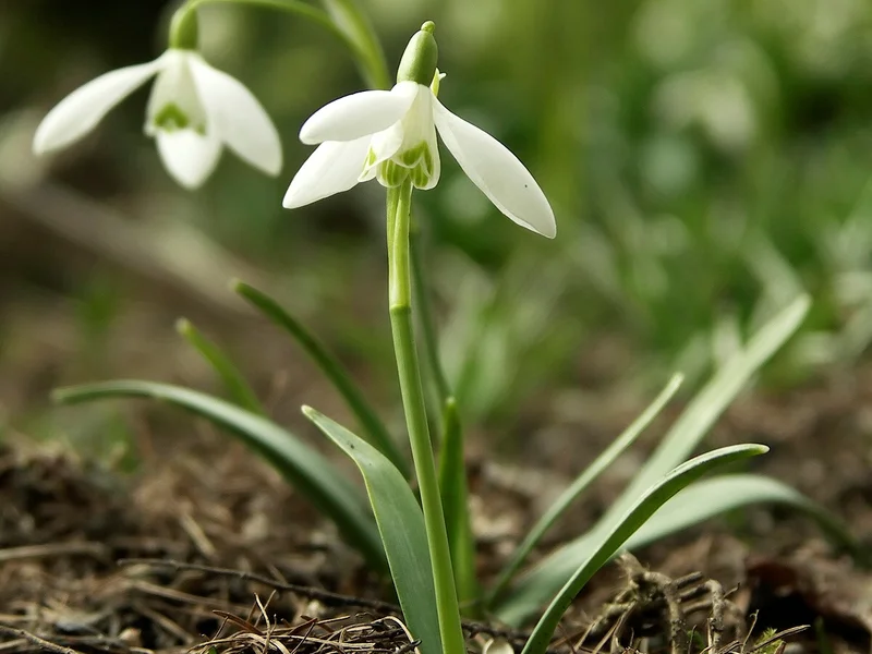 Snowdrop growing in a UK garden