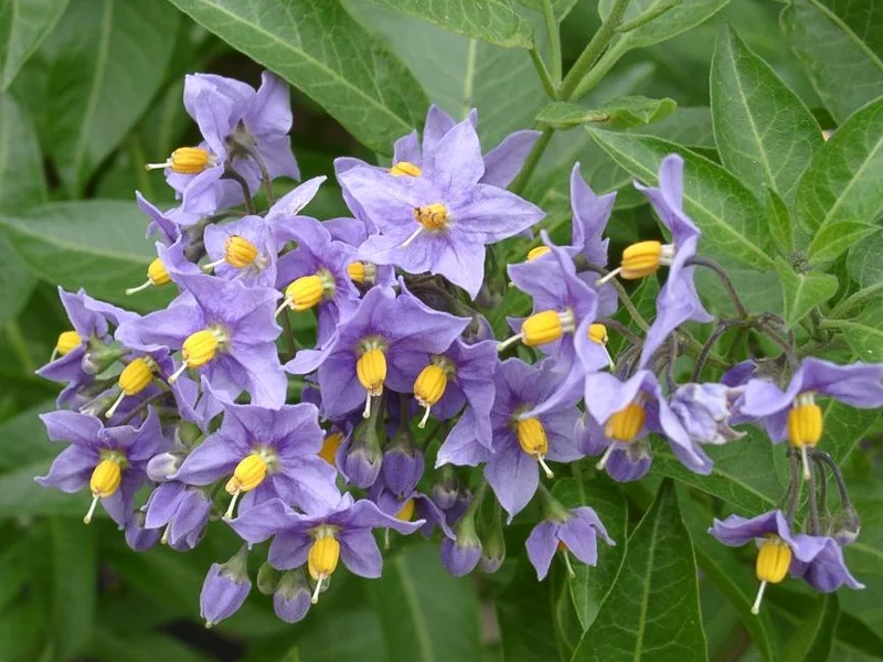 Chilean Potato Vine growing in a UK garden