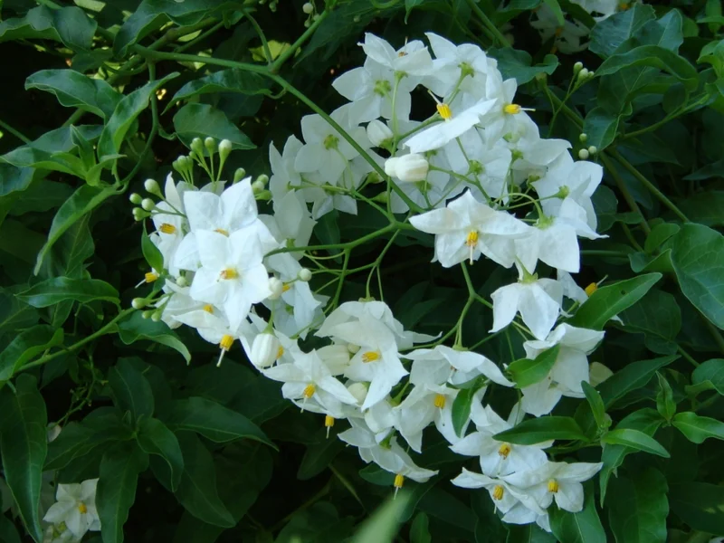 Potato Vine growing in a UK garden