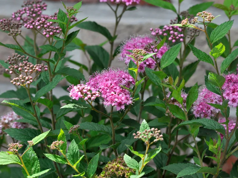 Spirea growing in a UK garden