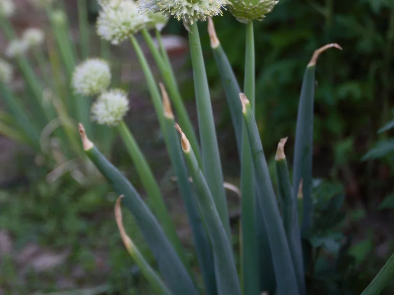 Spring Onion growing in a UK garden