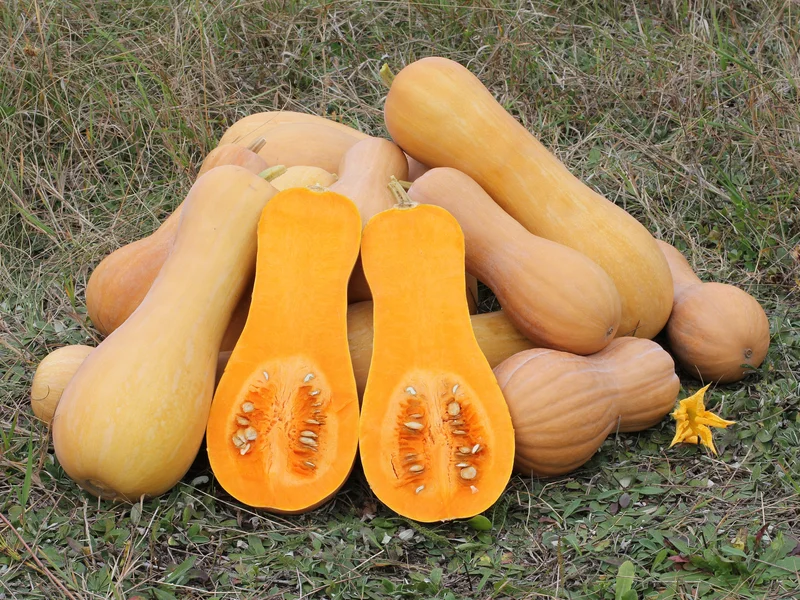 Butternut Squash growing in a UK garden