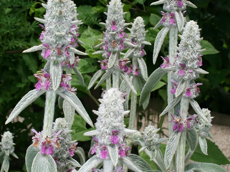 Lamb's Ear growing in a UK garden