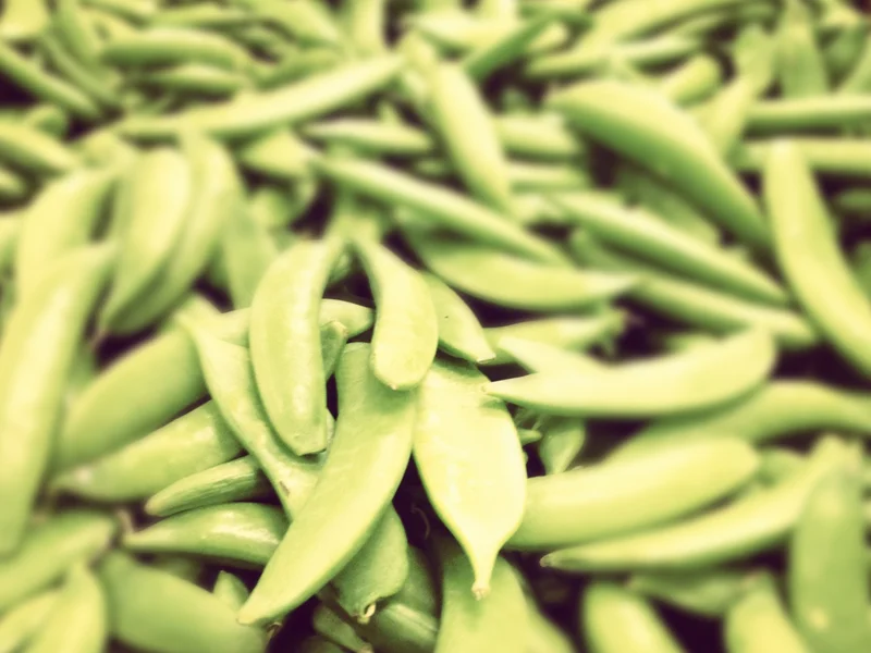 Sugar Snap Pea growing in a UK garden