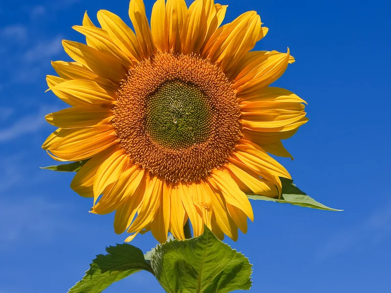 Sunflower growing in a UK garden