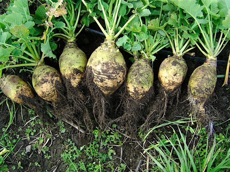 Swede growing in a UK garden