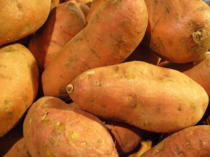 Sweet Potato growing in a UK garden