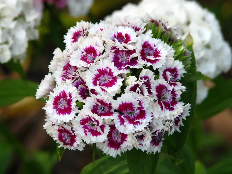 Sweet William growing in a UK garden