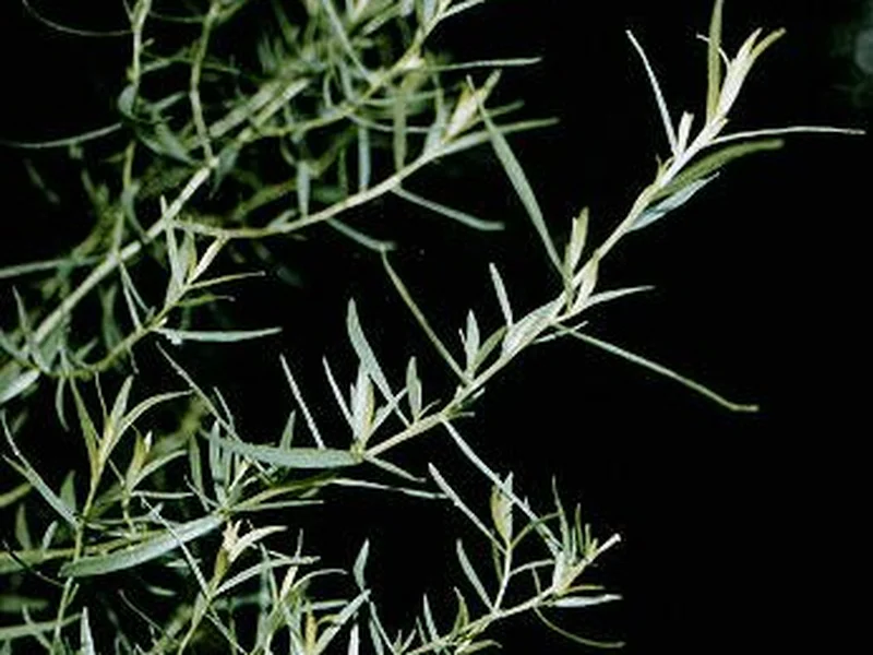 French Tarragon growing in a UK garden