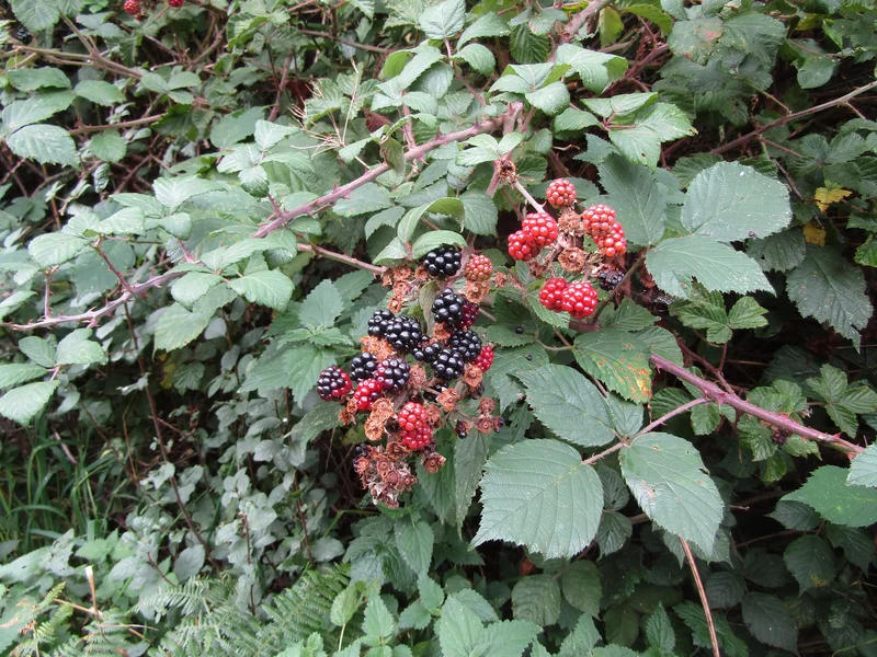 Tayberry growing in a UK garden