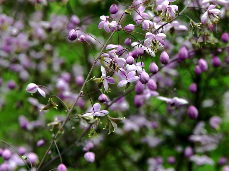 Meadow Rue growing in a UK garden