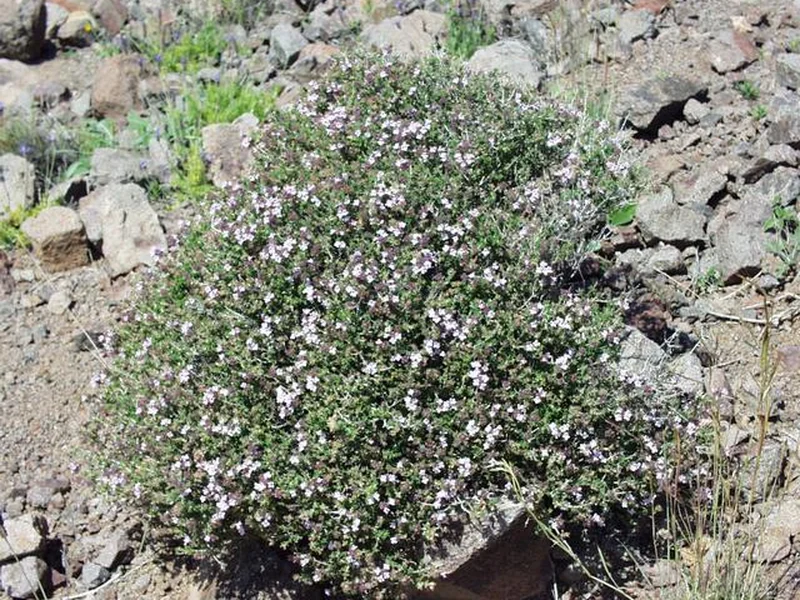Thyme growing in a UK garden