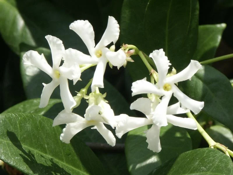 Star Jasmine growing in a UK garden