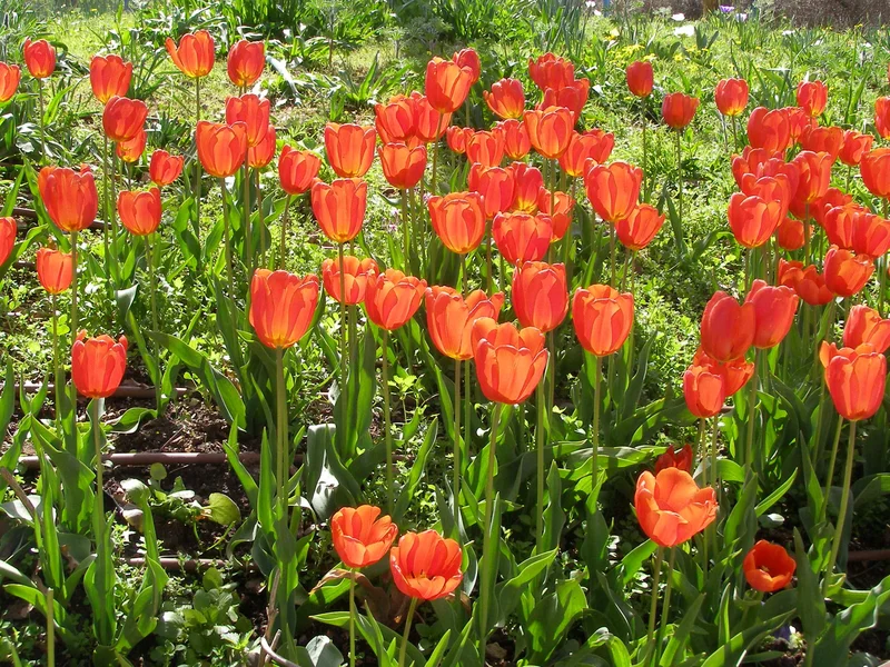 Tulip growing in a UK garden