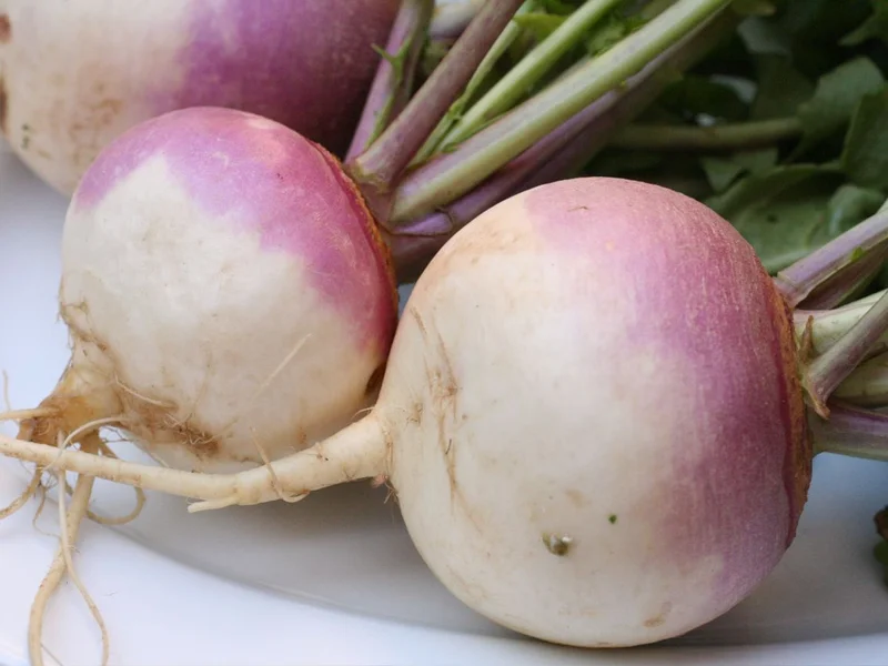 Turnip growing in a UK garden