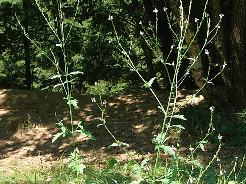 Bedding Verbena growing in a UK garden