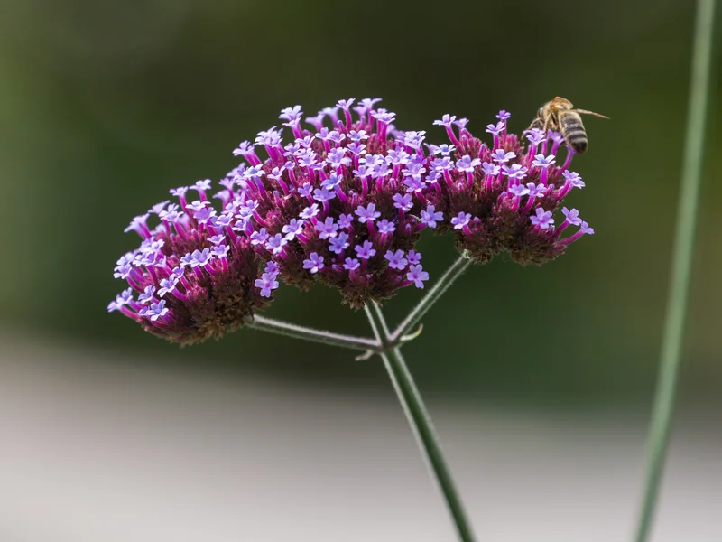 Verbena bonariensis growing in a UK garden