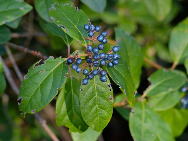Viburnum tinus growing in a UK garden