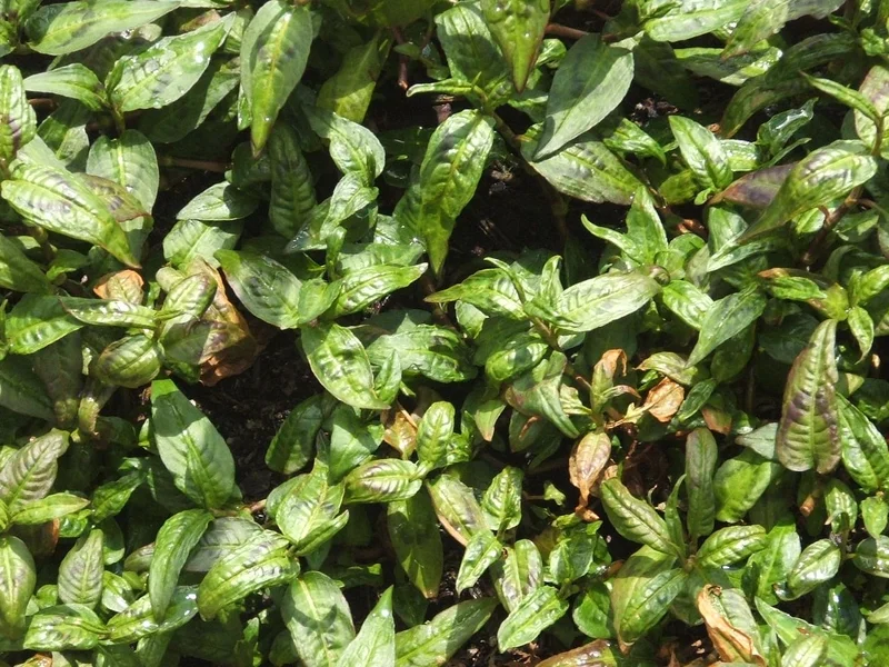 Vietnamese Coriander growing in a UK garden