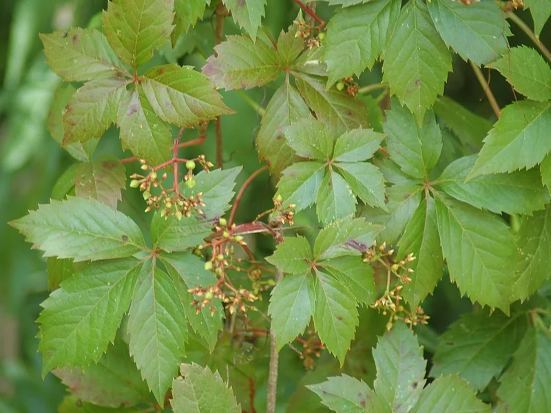 Virginia Creeper growing in a UK garden