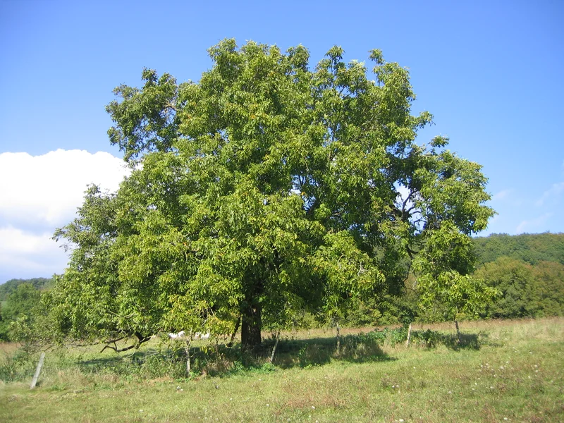 Walnut growing in a UK garden
