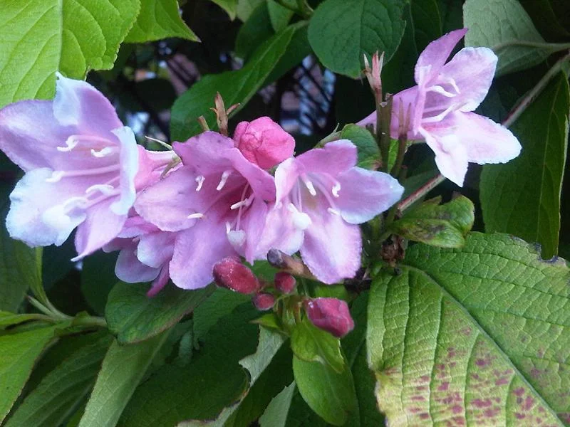 Weigela growing in a UK garden