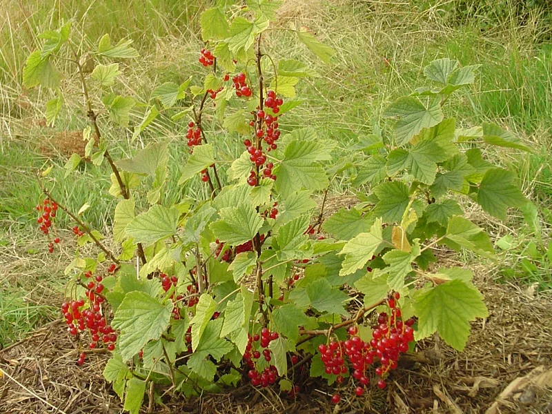 Whitecurrant growing in a UK garden